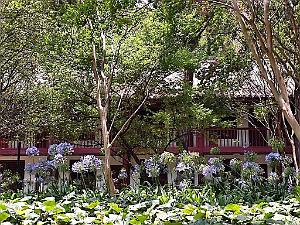 Kunming - Universite du Yunnan (22)